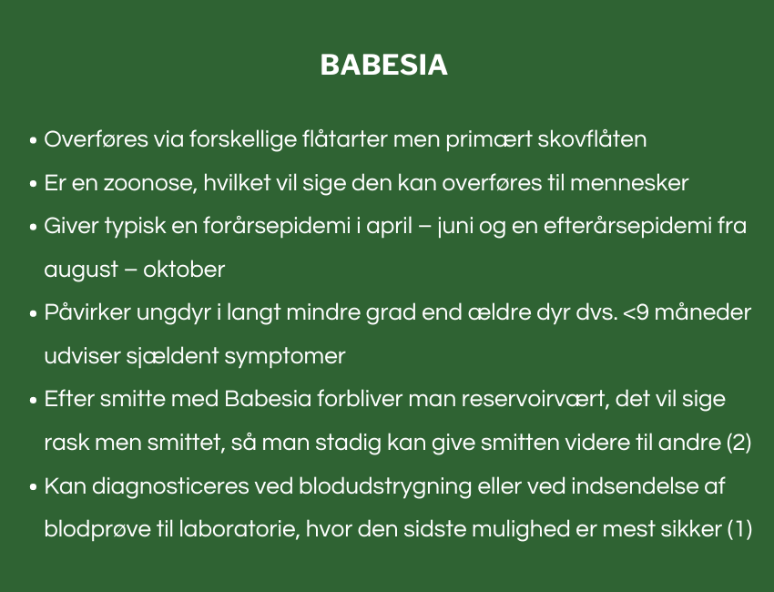 Babesia